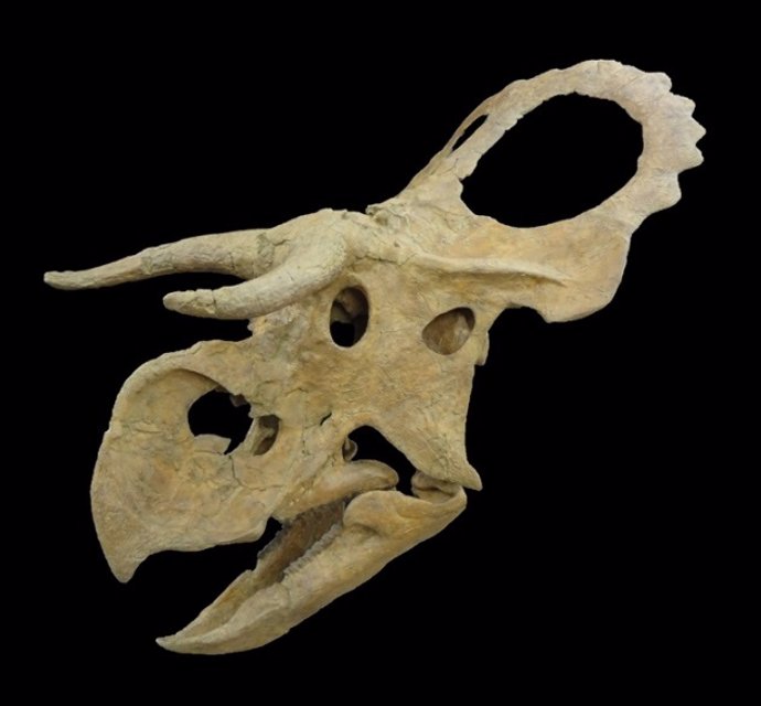Nasutoceratops Titusi