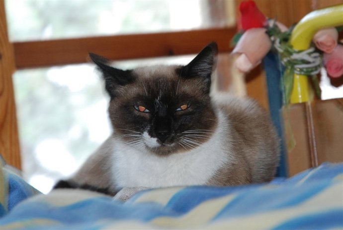 La gata Tula en su cama