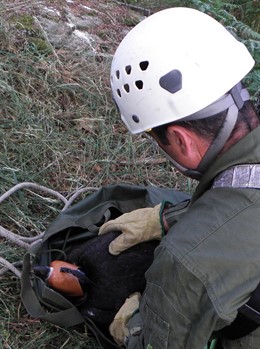 Preparando la cría para subirla al nido      