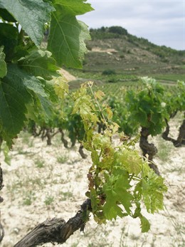 Viñedos afectados por eutipiosis