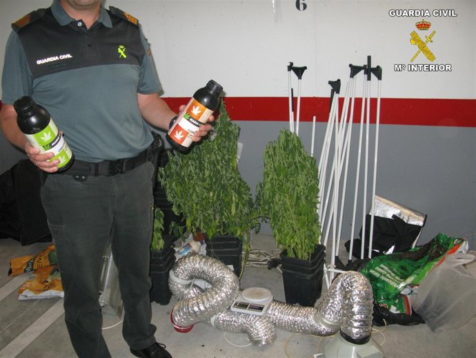 Algunas de las plantas de marihuana y útiles para su cultivo