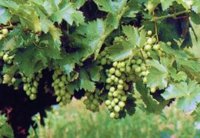 Agro.- El Govern consensua amb el sector el posicionament de Catalunya sobre la PAC