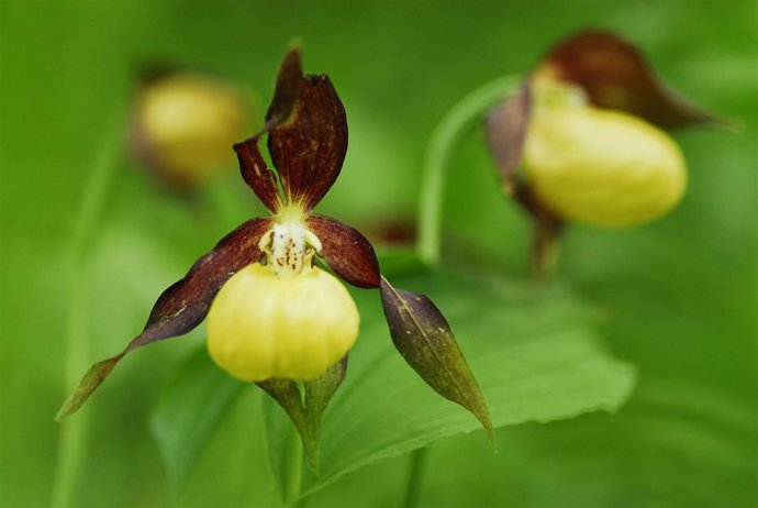 La orquídea 'zapatito de dama' (Cypripedium calceolus).
