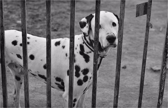 Perro en perrera