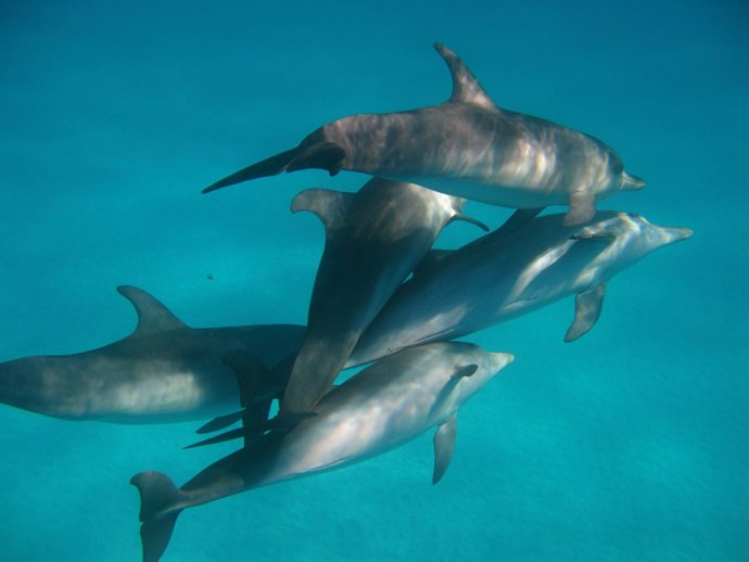 Delfines en el caribe