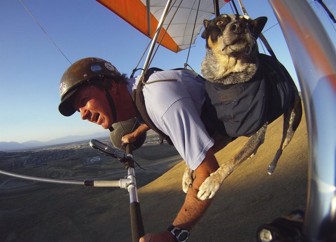 Perro salta en paracaídas junto a su dueño