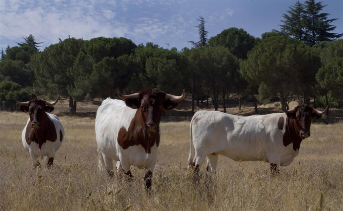Vacas de raza Berrenda