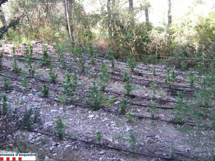 Plantación de marihuana en La Vilella Baixa