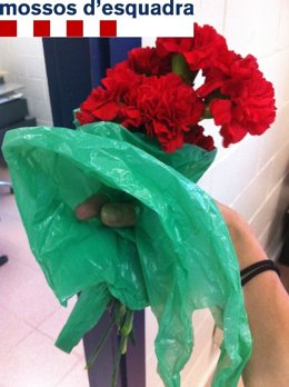 Desmantelan una banda de vendedoras de claveles en Lloret de Mar