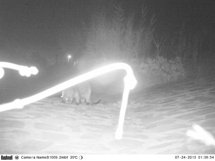 La CHS confirma presencia de una nutria en río Segura junto ciudad de Murcia
