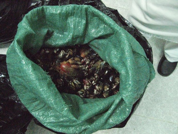 Percebes intervenidos en A Coruña por la Guardia Civil.Fg