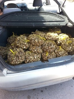 Caracoles intervenidos