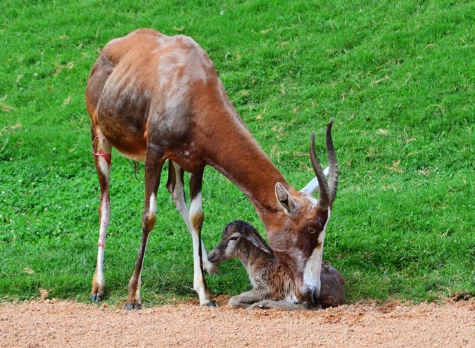 Hembra de blesbok con su cría