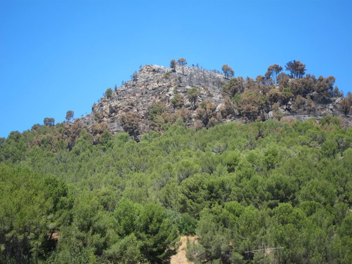Zona afectada por el incendio en la Serra de Tramuntana