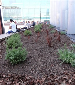 Plantas del patio norte de la Terminal T1 del Aeropuerto de Barcelona