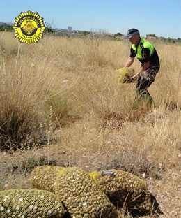 Caracoles intervenidos por la Policía