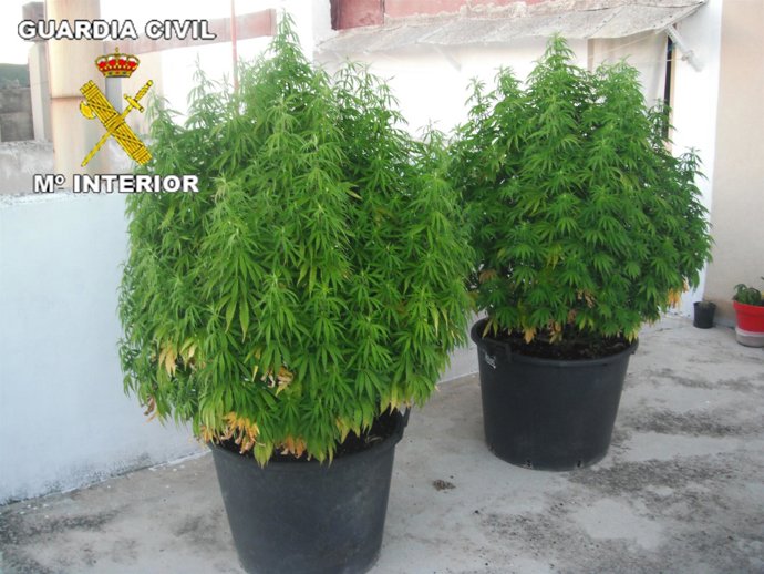 Plantas de marihuana intervenidas por la Guardia Civil.