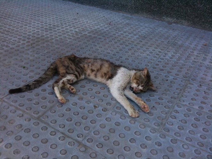 El cadáver del gato supuestamente apaleado por empleados municipales.
