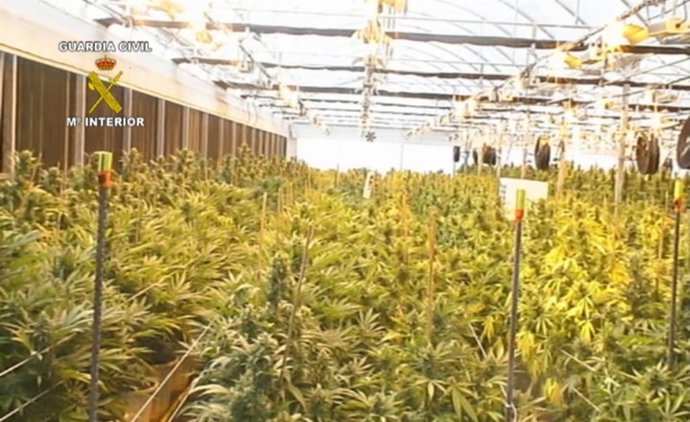 Invernadero de marihuana en Sentmenat