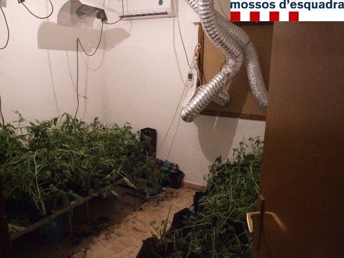 Plantación de marihuana en un piso de Girona
