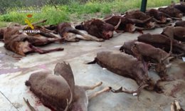 Operación Rono Caza Mayor