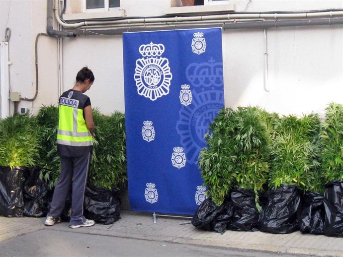 Plantas de marihuana decomisadas