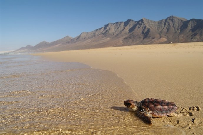Tortuga en la Playa de Cofete (Fuerteventura)