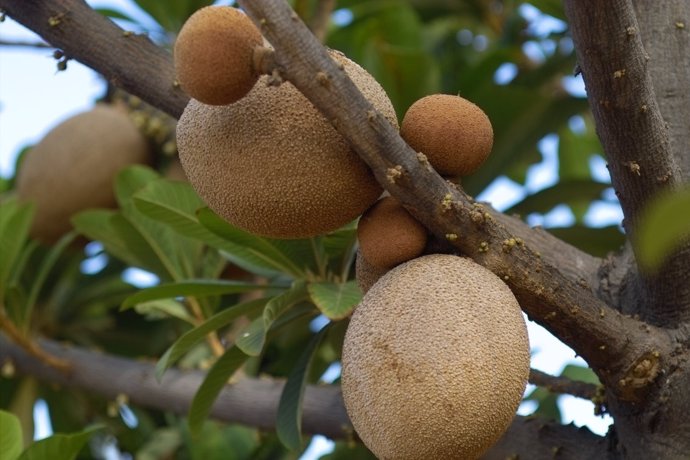 Mamey rojo