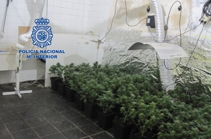 Marihuana intervenida por la Policía