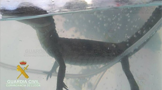 Caimán intervenido en Lleida
