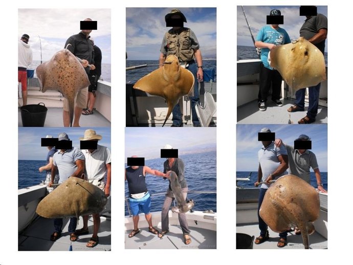 Pesca de especies de alto valor ecológico