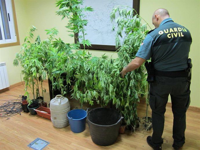 Marihuana intervenida en Vilar de Cruces