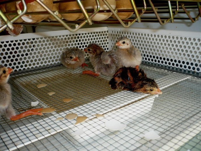 Cinco crías de pintada gris nacen en la incubadora de Terra Natura Murcia