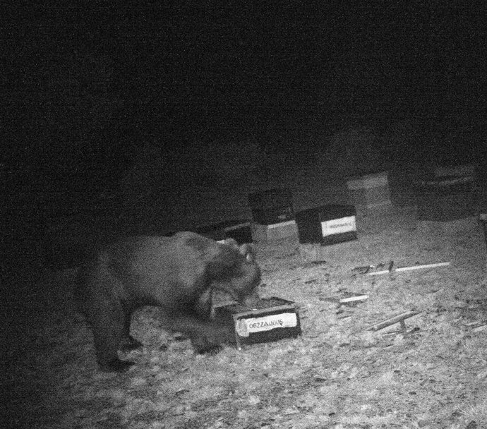 Imagen del oso pardo