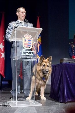Ajax, perro de la Guardia Civil condecorado
