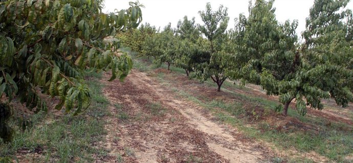  Árboles frutales en Andalucía