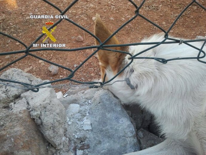 Perro atrapado en un lazo ilegal para la caza