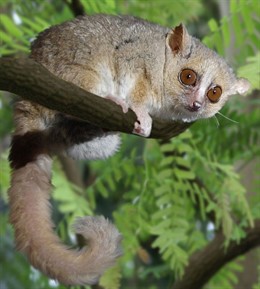 Lemur