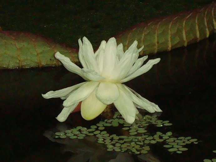 Nenúfar gigante en Vigo