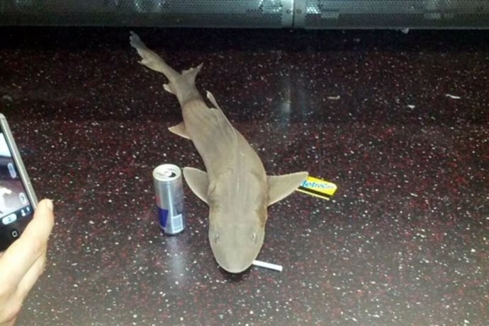 Tiburón en el metro de EEUU
