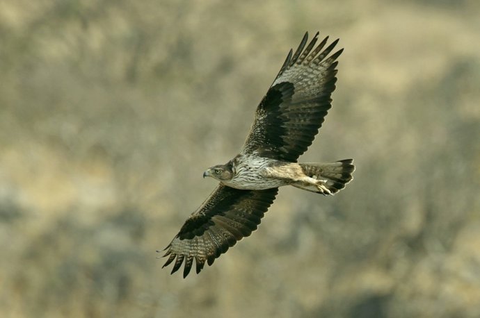 Águla Perdicera En Vuelo