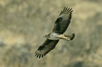 Un estudio concluye que el águila perdicera extenderá su área de distribución en Andalucía con el cambio climático 