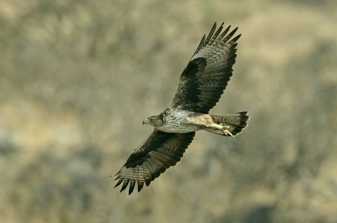 Águla Perdicera En Vuelo