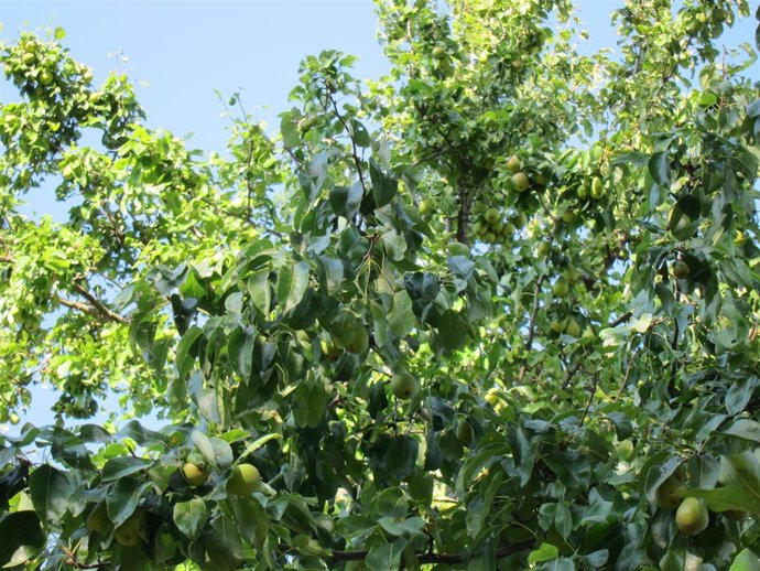 Peral, Peras, Fruta