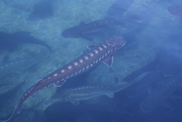 Imagen de un esturión de la piscifactoría Caviar de Riofrío                 