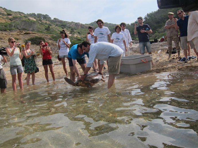 Bauzá en la suelta de tortugas de Cabrera en 2013