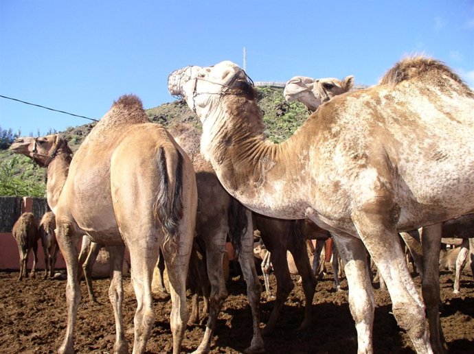 Dromedarios   