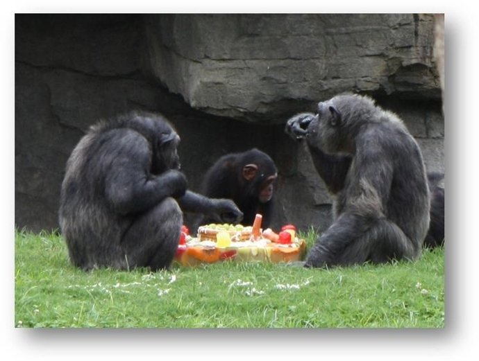 El gorila Chispi celebra su cumpleaños