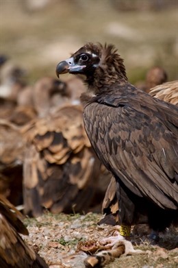 Ejemplar de ave de rapiña