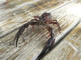 Cangrejo rojo invasor